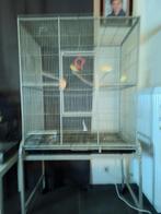 Te. Koop, Dieren en Toebehoren, Vogels | Parkieten en Papegaaien, Meerdere dieren, Papegaai, Geringd