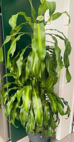 Binnen plant ( Dracaena), Huis en Inrichting, Ophalen, Zo goed als nieuw, Binnen