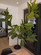 Ficus Lyrata, Huis en Inrichting, Kamerplanten, Ficus, 200 cm of meer, In pot, Groene kamerplant