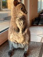 Gezocht: papfles wallaby of tam vrouwtje, Vrouwelijk