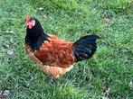 Jonge Vorwerk haan, Dieren en Toebehoren, Pluimvee, Mannelijk, Kip