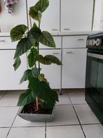 Plante d'antérieur 1m20 les mesures, Ophalen