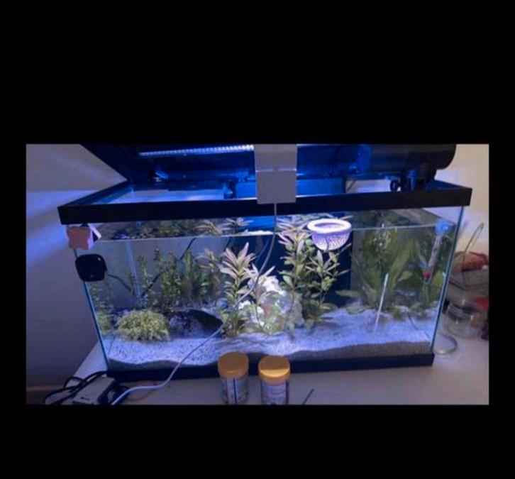 AQUARIUM (Moet snel weg) 4 neon visjes 4 kreeftjes mini, Dieren en Toebehoren, Vissen | Aquaria en Toebehoren, Zo goed als nieuw