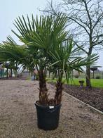 Winterharde palmboom 2 stam Trachycarpus Fortunei, Ophalen, Halfschaduw, Palmboom