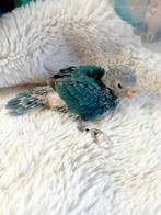 Kakarikis voor handopfok, Dieren en Toebehoren, Vogels | Parkieten en Papegaaien, Meerdere dieren, Parkiet, Geringd