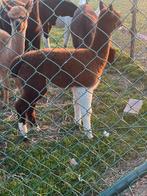 Alpaca hengstjes , April2025, Dieren en Toebehoren, Overige Dieren, April, Mannelijk