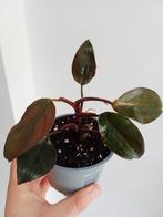 Philodendron royal queen, Huis en Inrichting, Kamerplanten, Ophalen of Verzenden