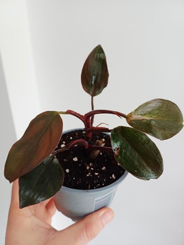 Philodendron royal queen, Huis en Inrichting, Kamerplanten, Ophalen of Verzenden