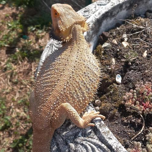 Baardagaam vrouwtje met buitenterrarium, Dieren en Toebehoren, Reptielen en Amfibieën