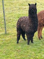 Alpaca merrie zeer goed bewold, Dieren en Toebehoren, Overige Dieren