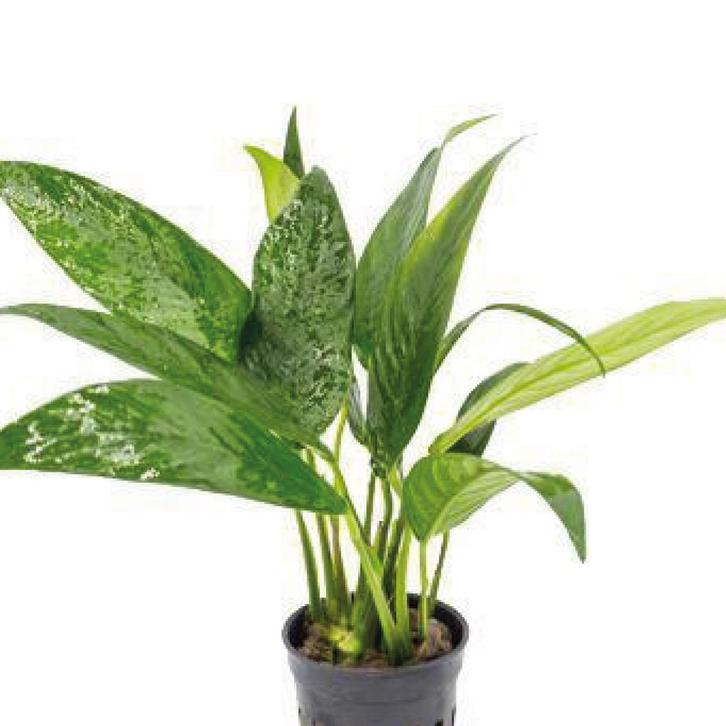 Anubias Congensis Aquariumplant (10 cm), Animaux & Accessoires, Poissons | Aquariums & Accessoires, Neuf, Plante(s), Pierre ou Bois
