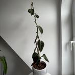 Philodendron melanochrysum, Enlèvement