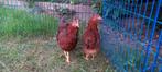 Rhode island red kriel, Dieren en Toebehoren, Pluimvee, Meerdere dieren, Kip