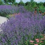 Nepeta 'Six hill giant', Tuin en Terras, Ophalen, Zomer, Vaste plant, Volle zon