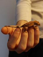 gecko des cils, Animaux & Accessoires, Reptiles & Amphibiens