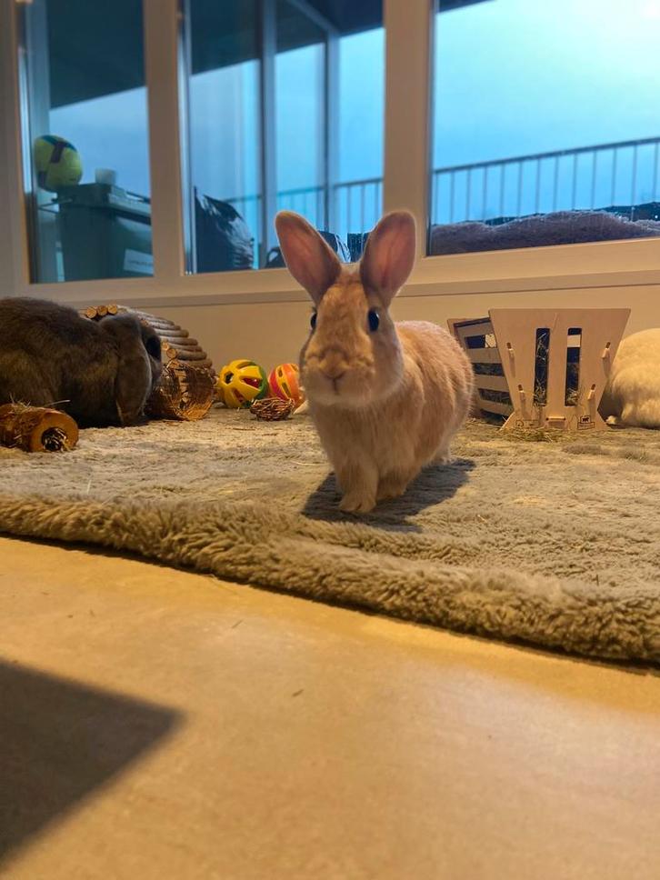 Gecastreerde dame zoekt nieuw 5* huisje, Dieren en Toebehoren, Konijnen, Klein, Vrouwelijk, 3 tot 5 jaar