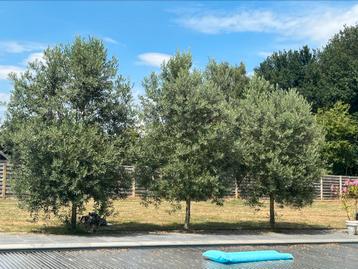 Olijfbomen - 3 stuks - 4m hoog beschikbaar voor biedingen
