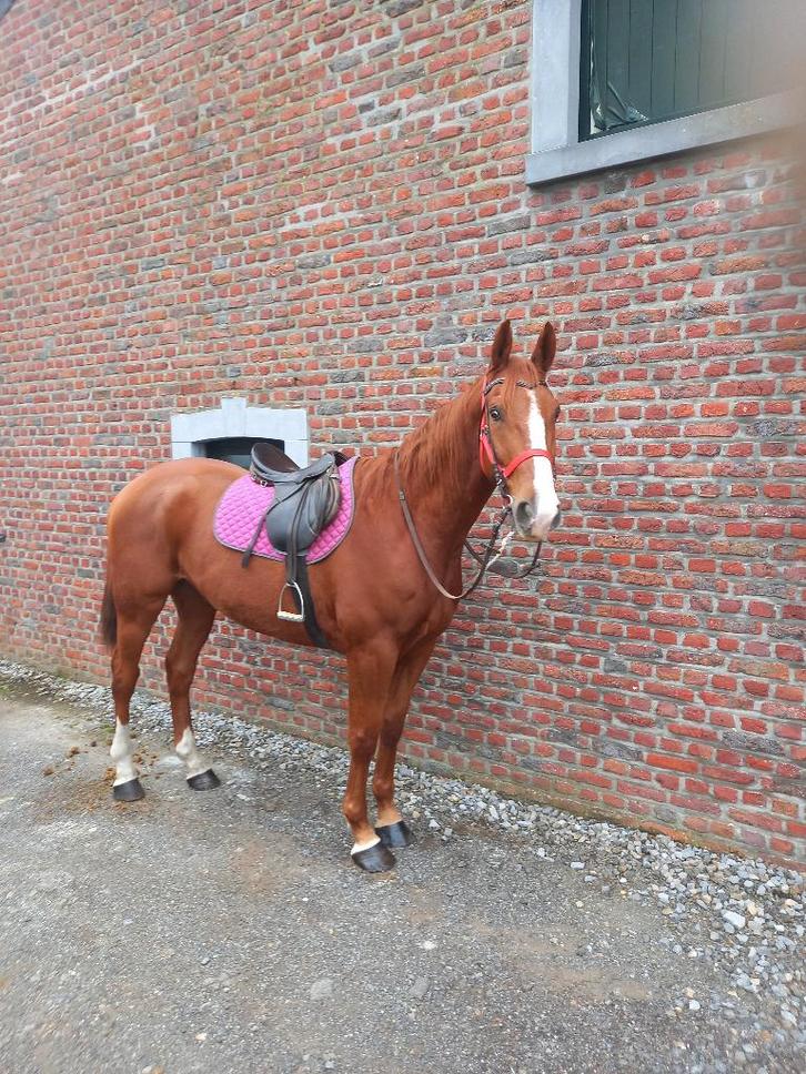 Hongre, Dieren en Toebehoren, Paarden, Ruin, Zadelmak, 165 tot 170 cm, 3 tot 6 jaar, Recreatiepaard, Met stamboom, Gechipt, Ontwormd