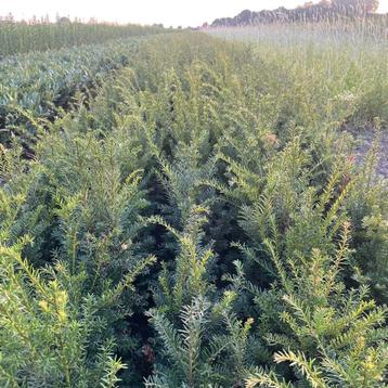 Taxus baccata promo!! beschikbaar voor biedingen