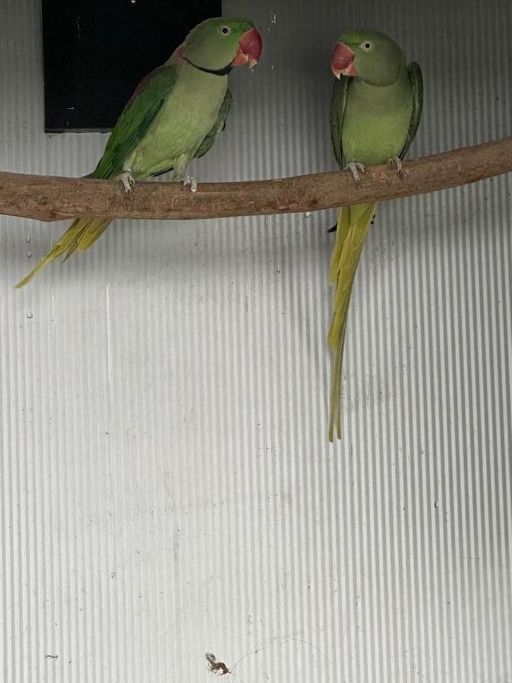 * PRIJS-TIP * 1-1 Alexander parkiet LEES DE TEKST, Dieren en Toebehoren, Vogels | Parkieten en Papegaaien, Parkiet, Meerdere dieren