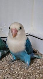 Agapornis fischeri D blauw opaline man, Dieren en Toebehoren, Mannelijk, Dwergpapegaai of Agapornis, Geringd