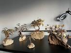 Collection d'arbres en laiton, nature d'Haesleer, Enlèvement ou Envoi