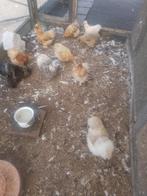 Broedeieren van zijdehoentjes ( zijdehoen ), Dieren en Toebehoren, Kip