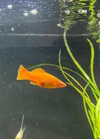 Molly XL orange, Dieren en Toebehoren, Vis, Zoetwatervis