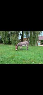 Miniatuur ezel dekhengst, Dieren en Toebehoren, Hengst