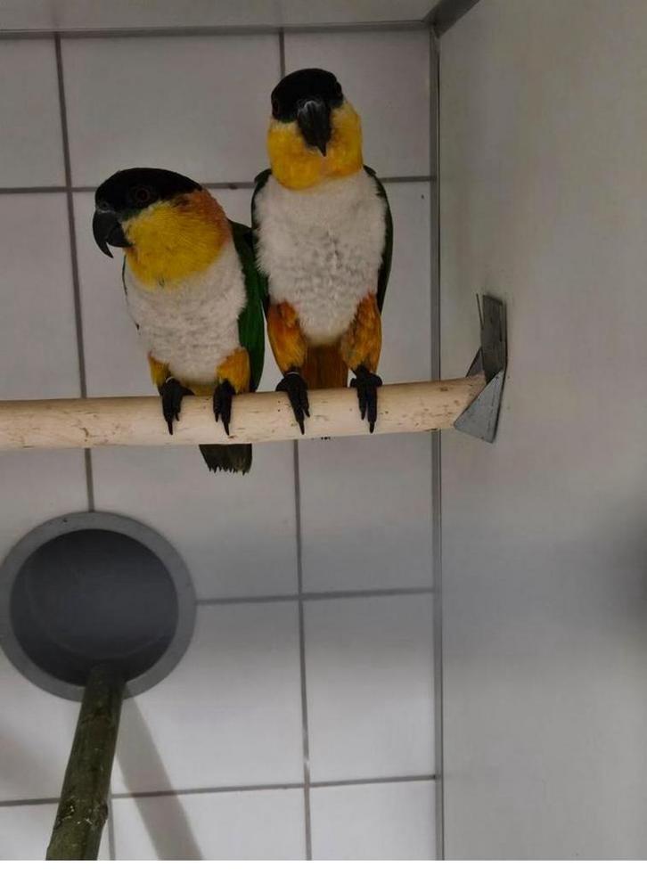 Pracbtig kweekkoppel Zwartkop Caiques, Animaux & Accessoires, Oiseaux | Oiseaux Autre