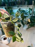 Hoya Krohniana Splash, Huis en Inrichting, Ophalen of Verzenden
