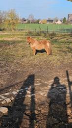 Beginners grote pony of paard gezocht, Dieren en Toebehoren