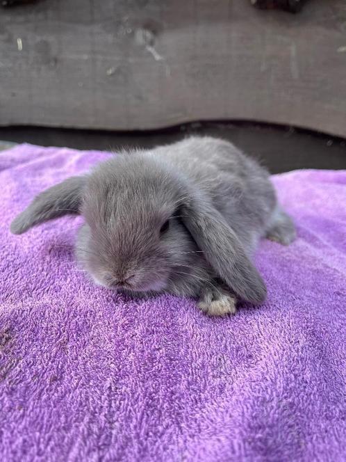 Nederlandse hangoor konijntjes, Dieren en Toebehoren, Konijnen, Dwerg, Geslacht onbekend, 0 tot 2 jaar, Hangoor