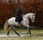 Zeer gaaf en mega braaf allround paard!DEZE MAAND HALE, Dieren en Toebehoren, Paarden, B, Gechipt, Ruin, Dressuurpaard