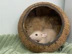 Dwergratten dumbo beschikbaar, Dieren en Toebehoren, Oktober, Meerdere dieren, Rat
