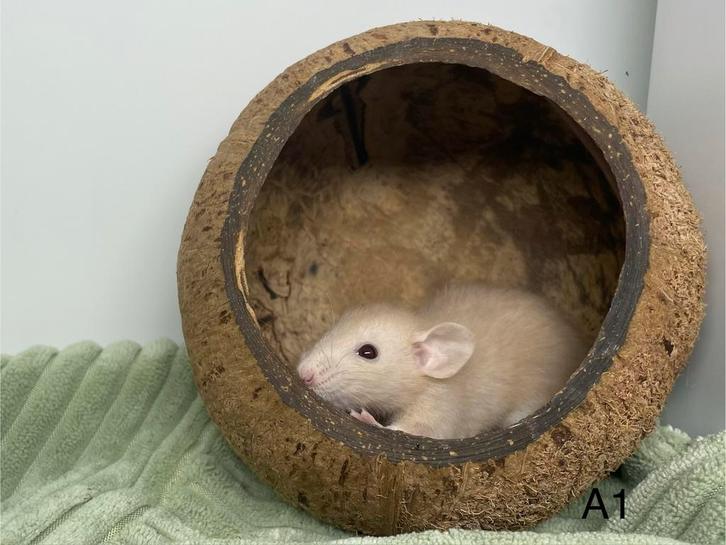 Dwergratten dumbo beschikbaar, Dieren en Toebehoren, Knaagdieren, Meerdere dieren, Rat, Oktober