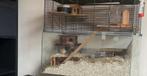 2 Gerbils + kooi, accesoires, Ophalen, Zo goed als nieuw, Kooi
