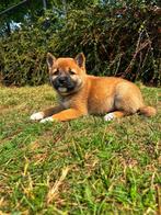 Shiba-inu pupjes te koop,hier geboren, Dieren en Toebehoren, België, Overige rassen, CDV (hondenziekte), 8 tot 15 weken