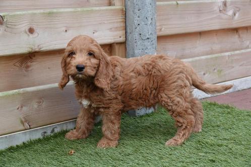 Beaux chiots Cockapoo (Cocker anglais x caniche nain), Animaux & Accessoires, Chiens | Retrievers, Épagneuls & Chiens d'eau, Plusieurs animaux