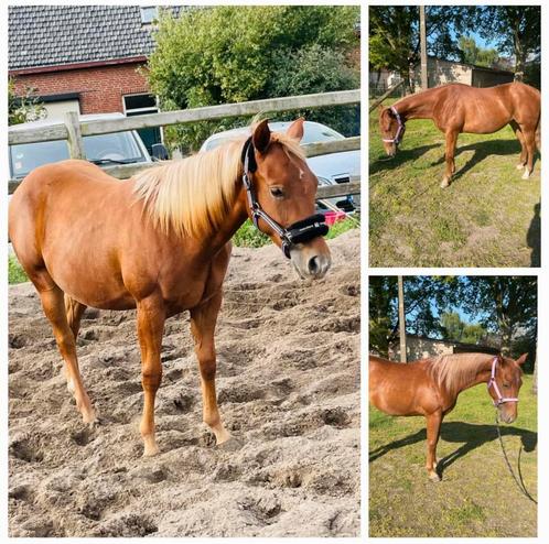 Leuke reining quarter, Dieren en Toebehoren, Paarden, Merrie