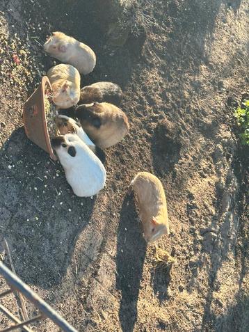 Cavia’s beschikbaar voor biedingen