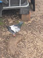 Duiven, Dieren en Toebehoren