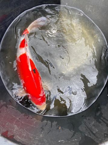 Sanke van 60cm. Ogata beschikbaar voor biedingen