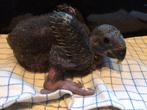 ❤️❤️Tamme baby edelpapegaai man van 4.5 weken oud, Dieren en Toebehoren, Vogels | Parkieten en Papegaaien, Mannelijk, Papegaai