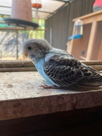 Grasparkiet jong (baby,kuiken) handtam beschikbaar voor biedingen