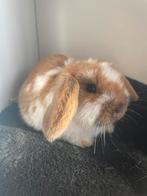 Nederlands hangoor dwerg konijntje (madagaskar), Dieren en Toebehoren, Konijnen, Vrouwelijk, Dwerg, Hangoor, 0 tot 2 jaar