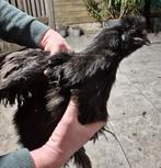 Gratis zijdehoen haantje zwart, Mannelijk, Kip