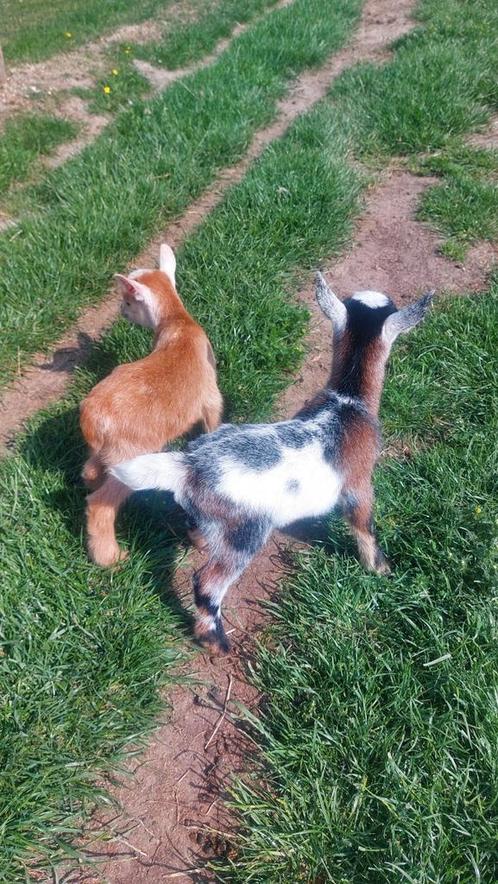 Dwerggeit moeder met 2 lammetjes, mieke en bokje, Dieren en Toebehoren, Schapen, Geiten en Varkens