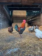 Koppel marans koperhals, Dieren en Toebehoren, Pluimvee