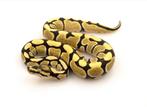 Python Regius - Desert Ghost het Clown (mâle), Animaux & Accessoires, Reptiles & Amphibiens